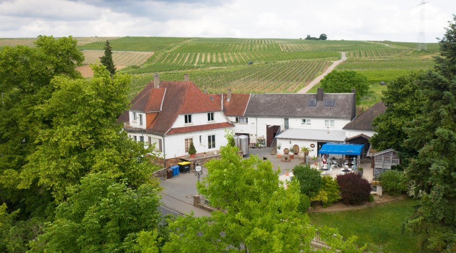 Weingut Jonas Vogelperpesktive | © Silvia Jonas Weingut Jonas Vogelperpesktive | © Silvia Jonas
