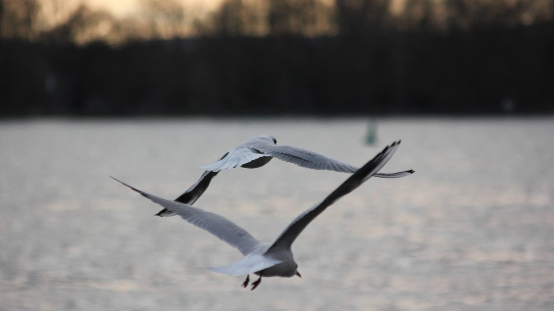 Natur Exkursion - M&ouml;wen | &copy; R&uuml;desheim Tourist AG - Foto: Gaby Sch&auml;fer