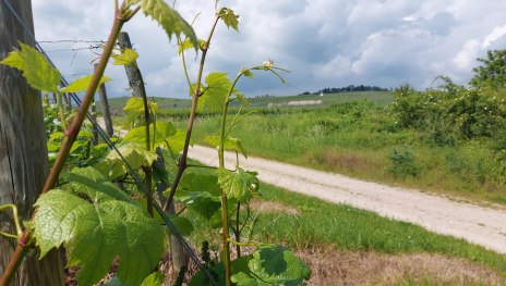 Wandern zur Bubenh&auml;user H&ouml;he | &copy; Rheingau Taunus Kultur und Tourismus GmbH