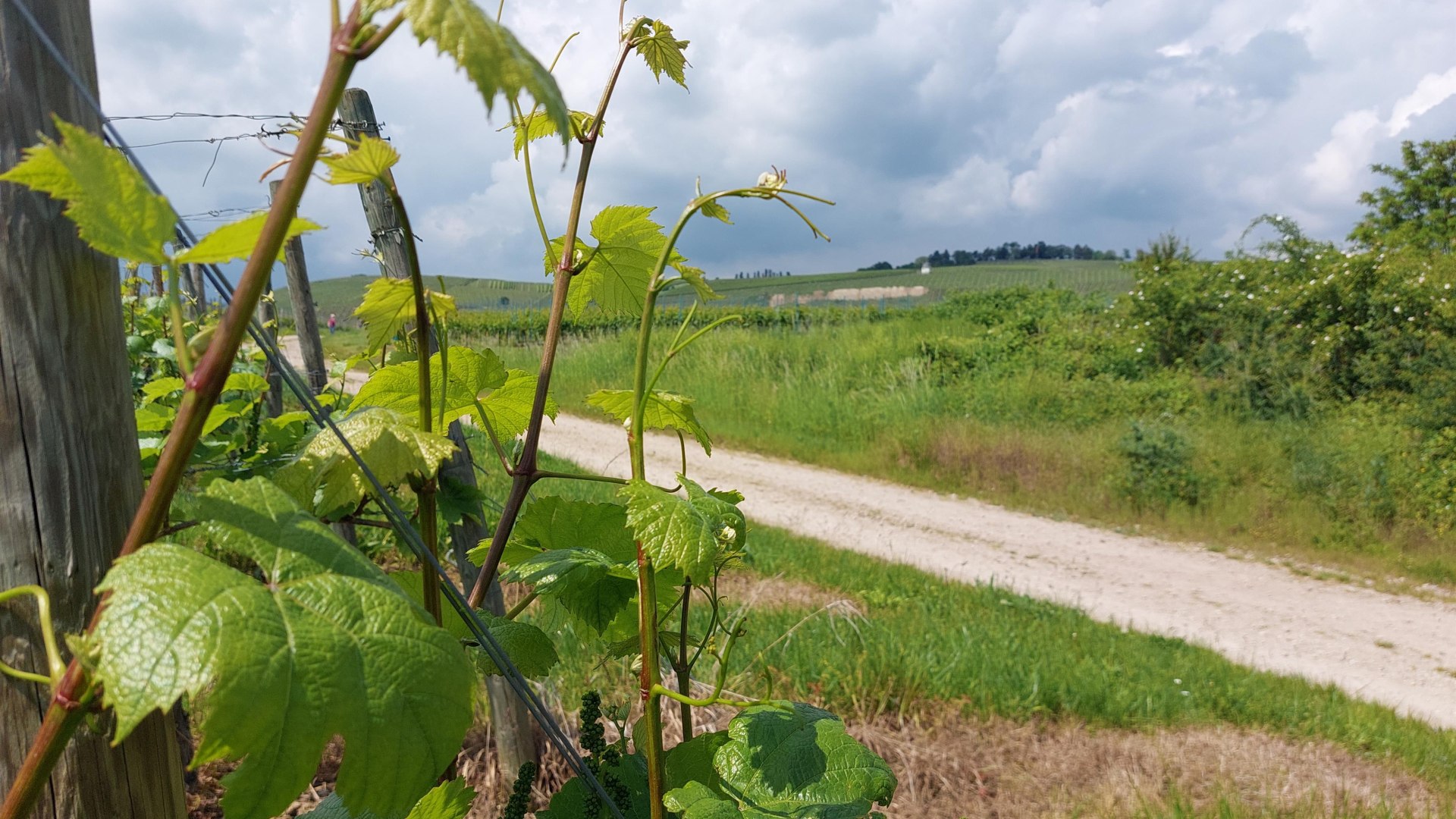 Wandern zur Bubenhäuser Höhe | © Rheingau Taunus Kultur und Tourismus GmbH