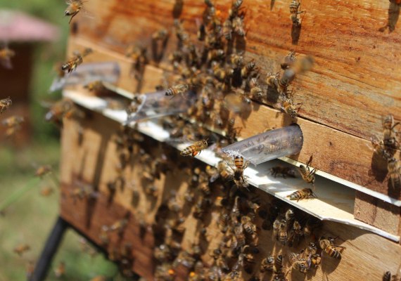 Bienenstock | © Jenny Castaño auf Pixabay Bienenstock | © Jenny Castaño auf Pixabay