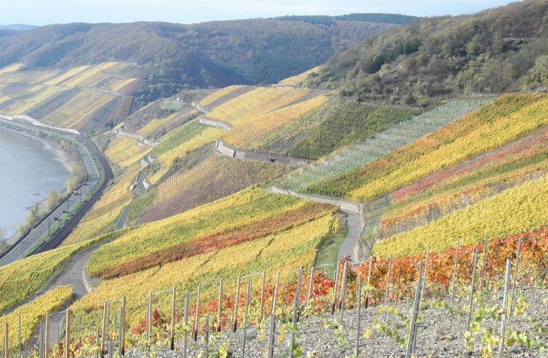 Bopparder Hamm Herbst | © Tourist Information Boppard Bopparder Hamm Herbst | © Tourist Information Boppard