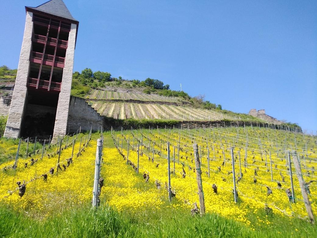 Weinbergslage Bacharacher Posten | © RNT, S. Bohr Weinbergslage Bacharacher Posten | © RNT, S. Bohr