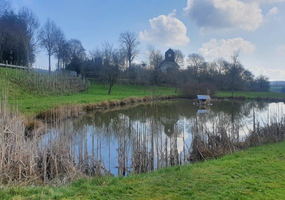 Teich | &copy; T. Biersch