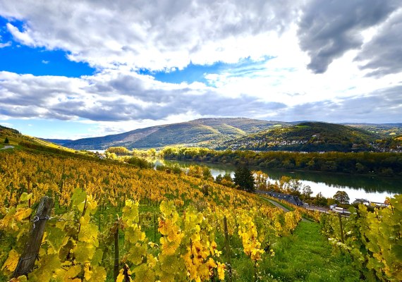 Goldener Herbst am Rhein, in den Weinbergen | © Hotel im Schulhaus Goldener Herbst am Rhein, in den Weinbergen | © Hotel im Schulhaus