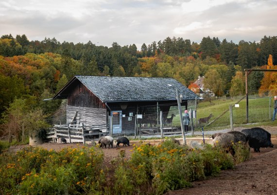 Remstecken, Gehege | © Johannes Bruchhof Remstecken, Gehege | © Johannes Bruchhof