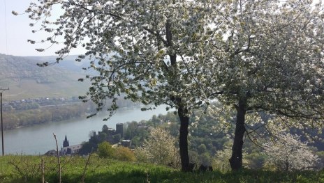 Frühling am Rhein | © Karin Hünerfauth-Brixius, Rheinland-Pfalz Tourismus GmbH