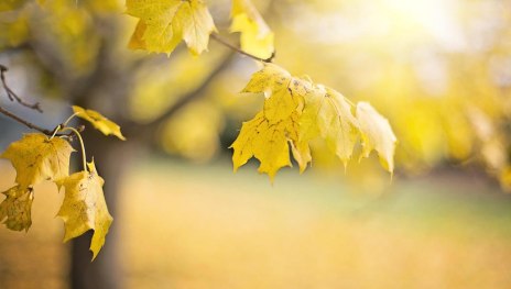 Herbstlicht | © Pixaby Herbstlicht | © Pixaby