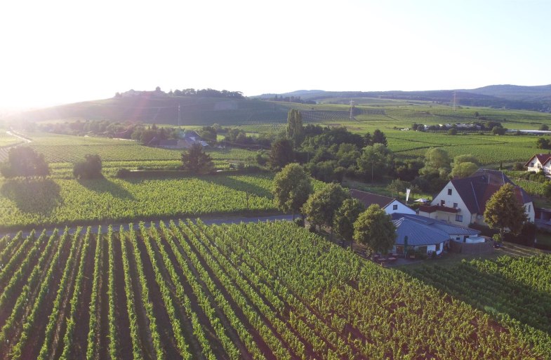 Weingut H. Krayer | © Weingut H. Krayer Weingut H. Krayer | © Weingut H. Krayer
