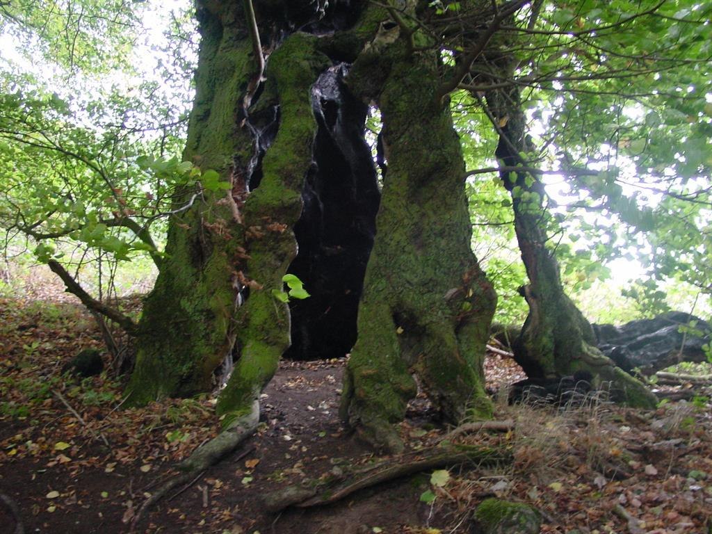 Baumallee | © VG Weißenthurm