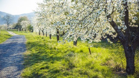 © Henry Tornow, Romantischer Rhein Tourismus GmbH