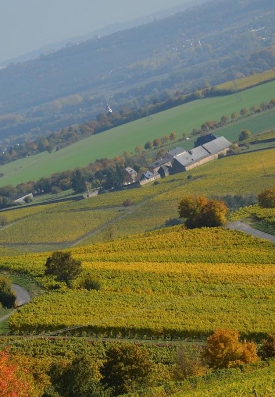 Weingut Bug+ | © Weingut Bug Weingut Bug+ | © Weingut Bug