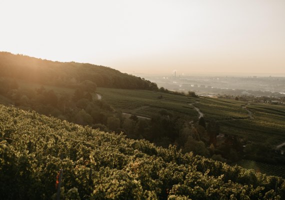 Ausblick Weinbergshaus by Diefenhardt | &copy; Weingut Diefenhardt
