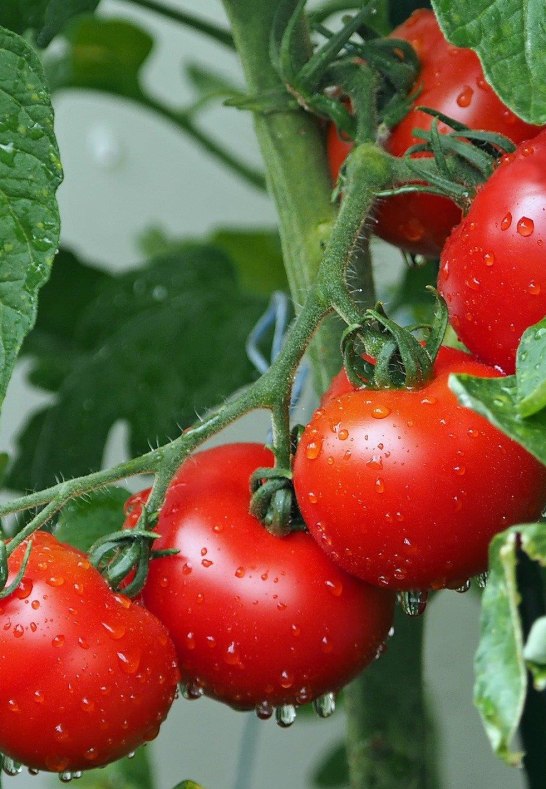 Nutzgarten | © kie-ker auf Pixabay Nutzgarten | © kie-ker auf Pixabay