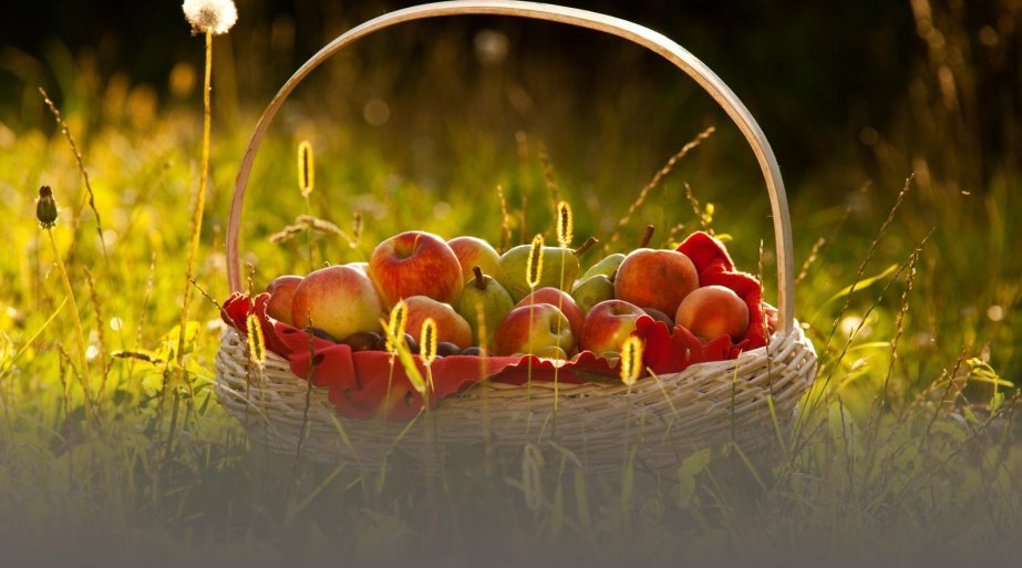 Obstkorb | © ©Klaus-Peter Kappest / Verbandsgemeinde Weißenthurm