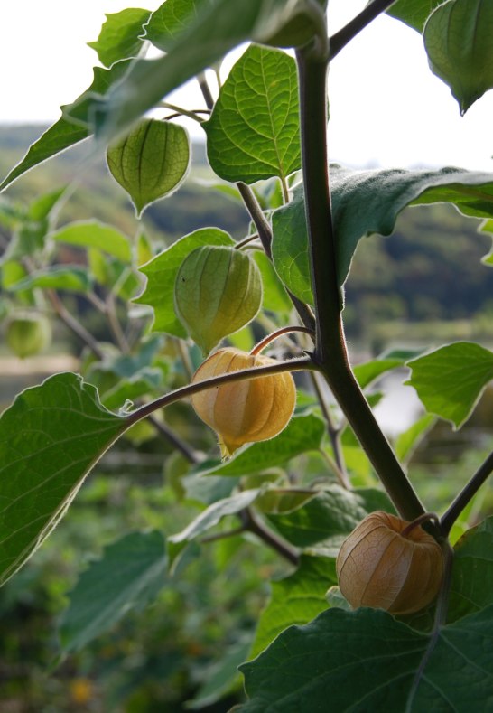 Physalis | &copy; Physalia Mittelrhein