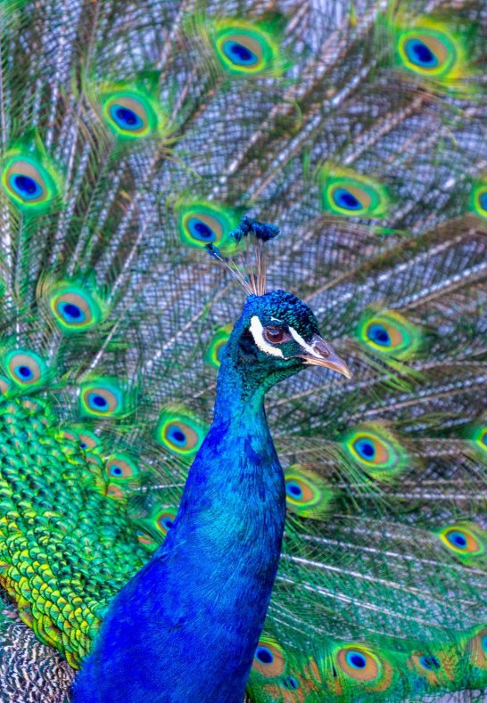 Pfau Zoo | © Patrick Gawandtka Pfau Zoo | © Patrick Gawandtka
