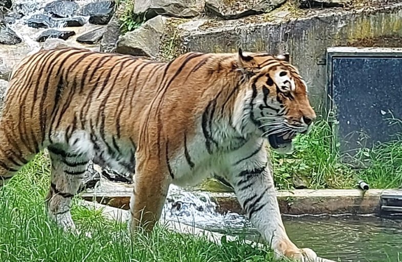 Tiger | © Rämer