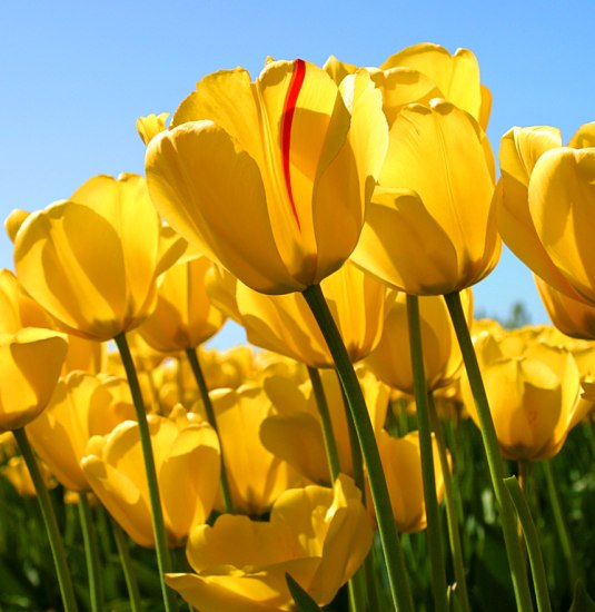 Beschreibungstext | &copy; Copyright