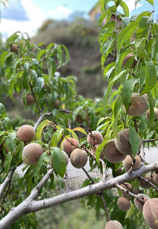 Pfirsichb&auml;ume | &copy; Physalia Mittelrhein