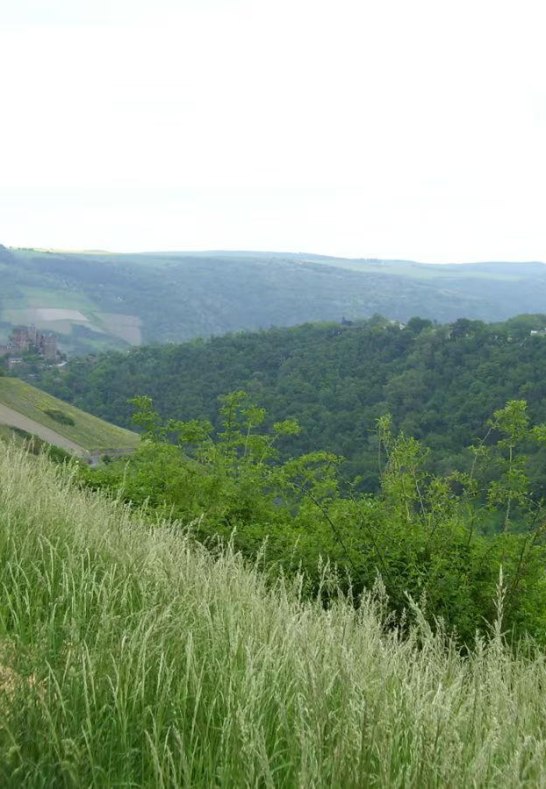 Weinberg1 | © Daniela Schneider