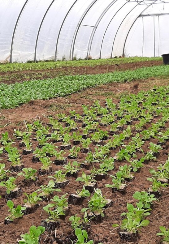 6 | &copy; Katringer Gr&uuml;nzeug eG