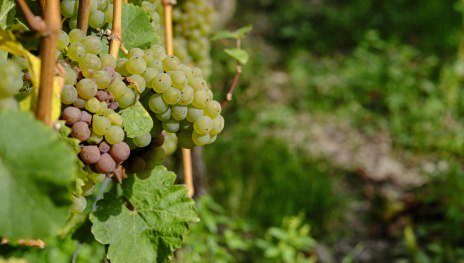 Weinlese | &copy; Stefan Sobotta