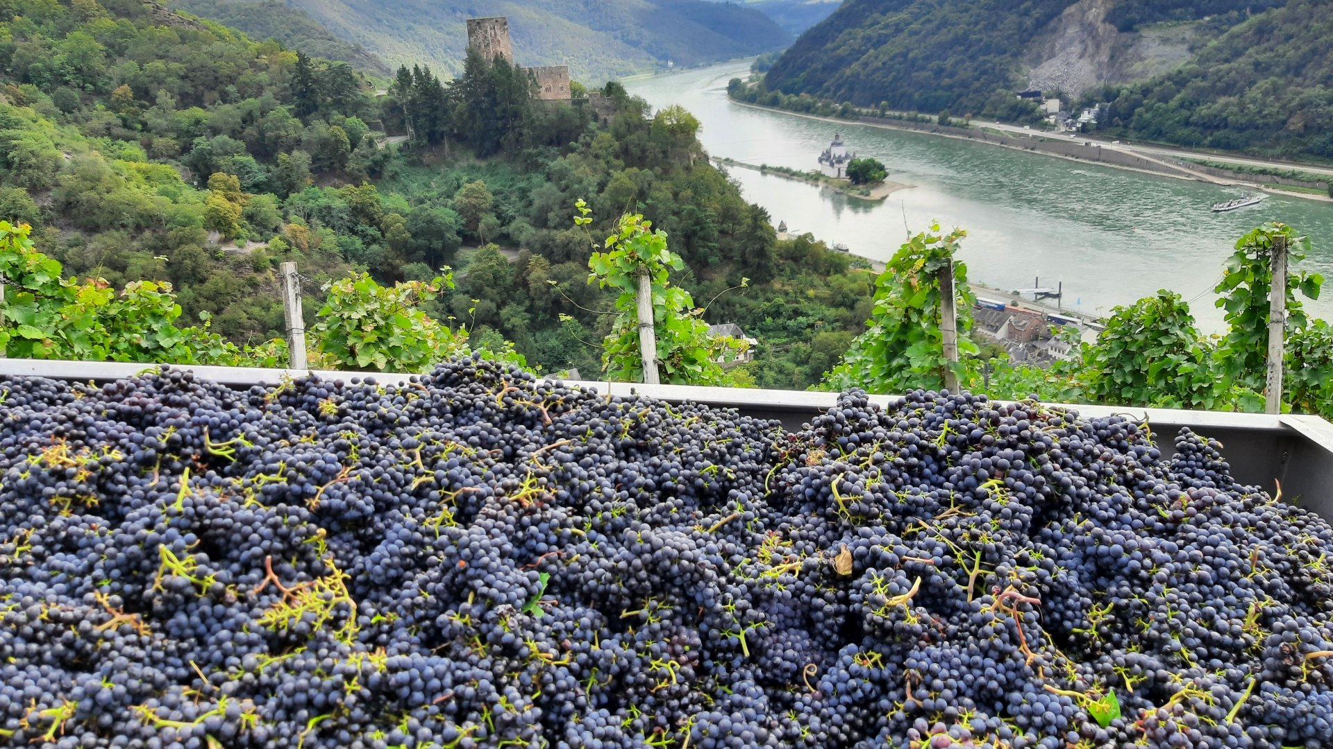 Traubenlese | &copy; Bahles