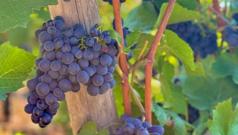 Wein1 | © Weingut Lorenz Wein1 | © Weingut Lorenz