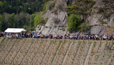 Weinfr&uuml;hling | &copy; Tourist Information Boppard