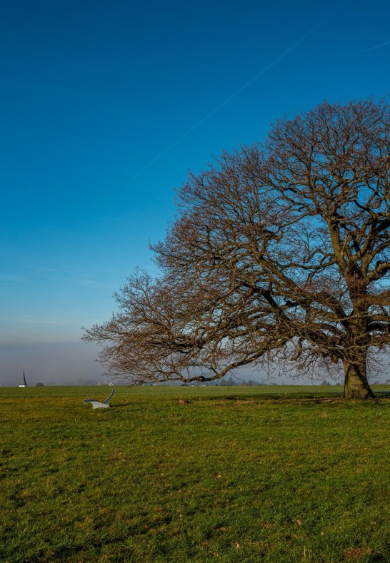 Eiche | © Klaus Breitkreutz Eiche | © Klaus Breitkreutz