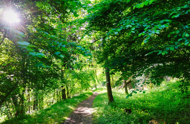 Der RheinBurgenWeg bei St. Goar | &copy; rheingucken.de