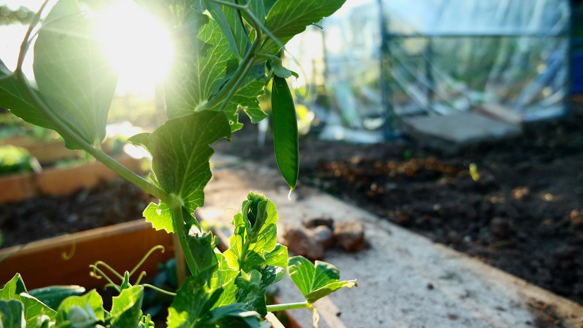 Gewächshaus | © Pixabay Gewächshaus | © Pixabay