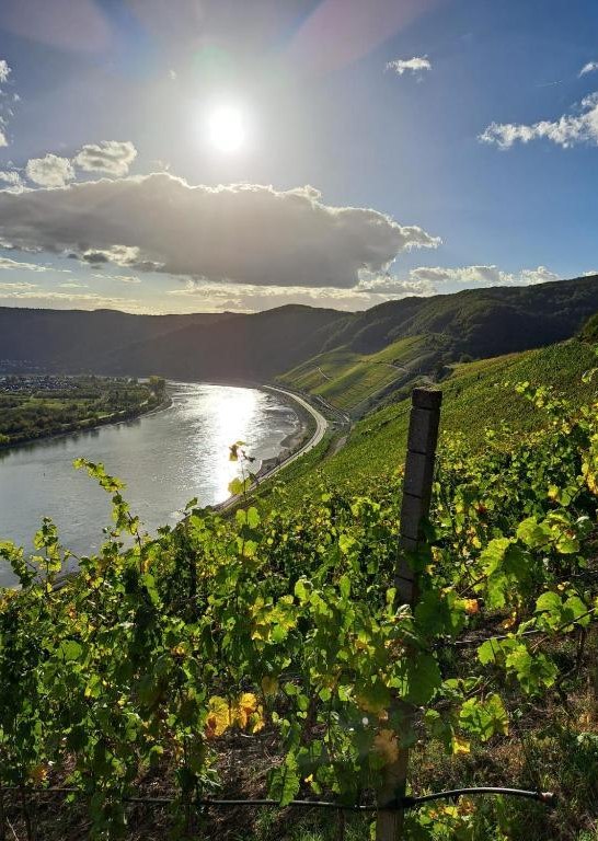 Weinberg 1 | &copy; Familie Nass,M&uuml;ller-Bryja