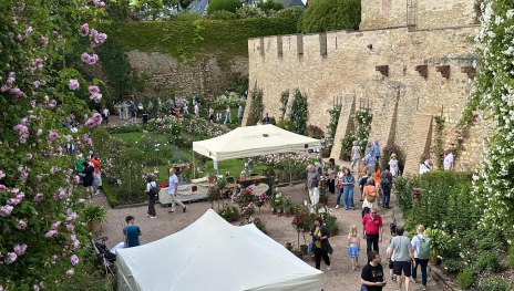 Rosentage2 | &copy; Stadt Eltville am Rhein