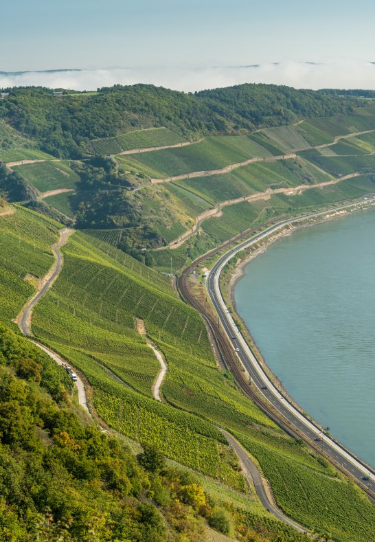 Foto Bopparder Hamm Weinberg | © Dominik Ketz Foto Bopparder Hamm Weinberg | © Dominik Ketz