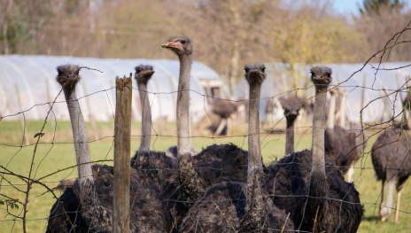 Straußenfarm | © Stadt Remagen Straußenfarm | © Stadt Remagen