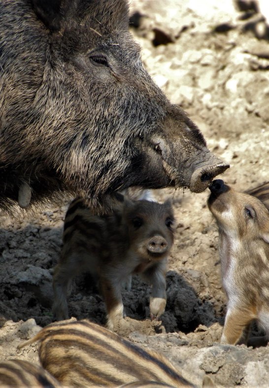 Wildschweine | &copy; Tessa von L&uuml;dinghausen