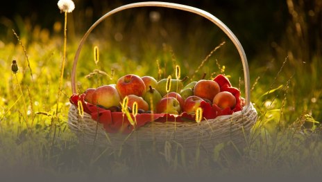 Obstkorb | © ©Klaus Peter Kappes Verbandsgemeinde Weißenthurm Obstkorb | © ©Klaus Peter Kappes Verbandsgemeinde Weißenthurm