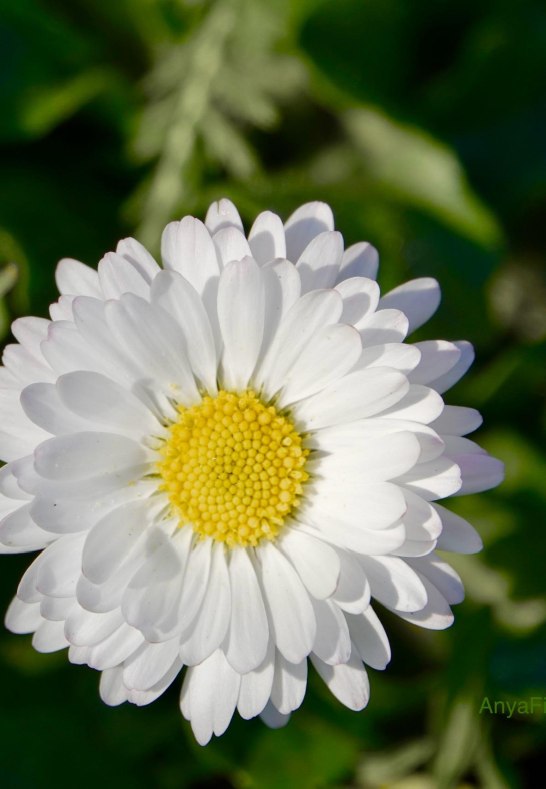 DSC03485 | © AnyaFi