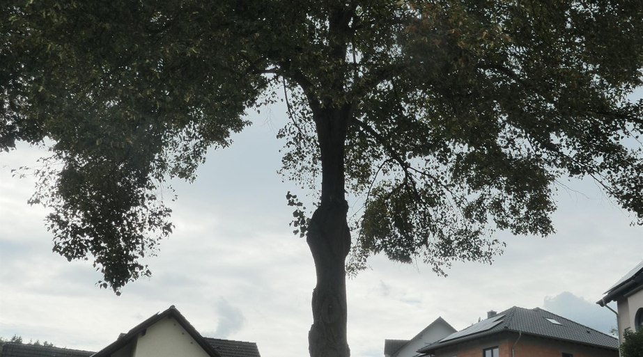 S&auml;ngerlinde | &copy; Christian Kuhn, RNT