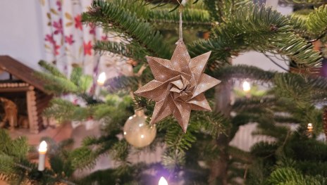 Weihnachtsstern | © Elke Bender