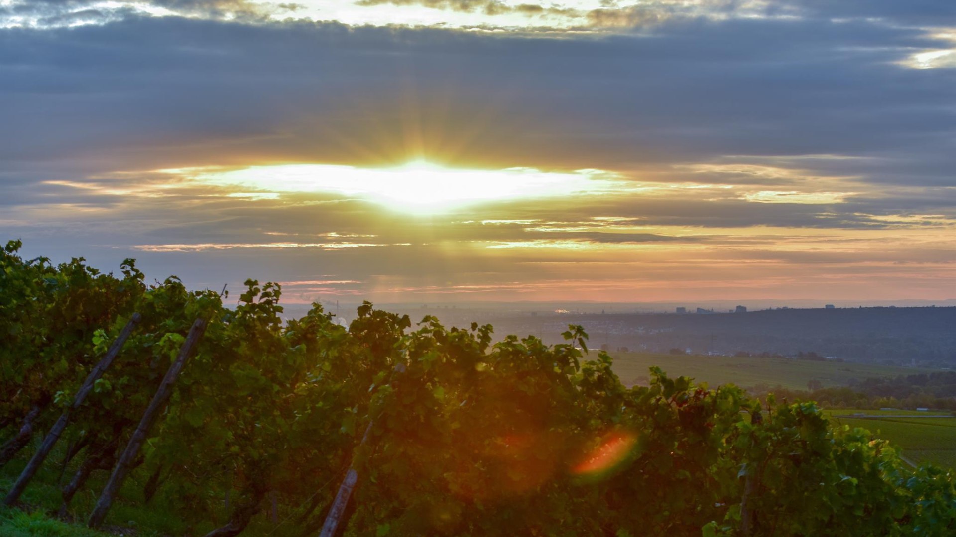 Weinberge | © Weingut Kurt Bug Weinberge | © Weingut Kurt Bug