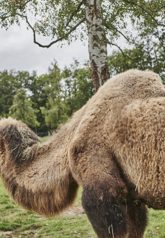 Alpakas und Lamas | &copy; HA Hessen Tourismus, Roman Knie
