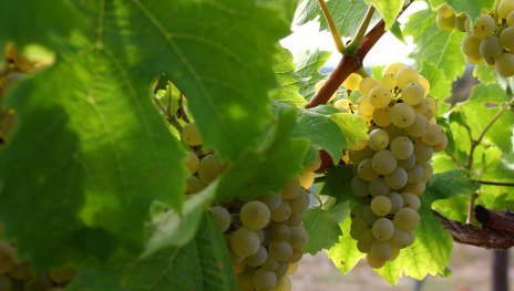 Weinstock | &copy; Koblenz-Touristik GmbH, Johannes Bruchhof