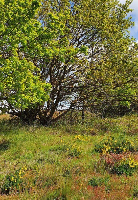 Niederburger Heide Fr&uuml;hling | &copy; TI Hunsr&uuml;ck-Mittelrhein