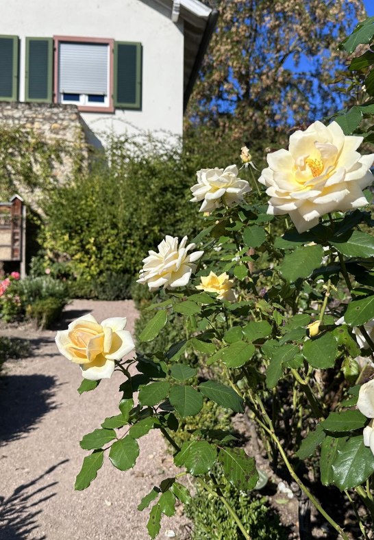 Amtsgarten | &copy; Stadt Eltville am Rhein