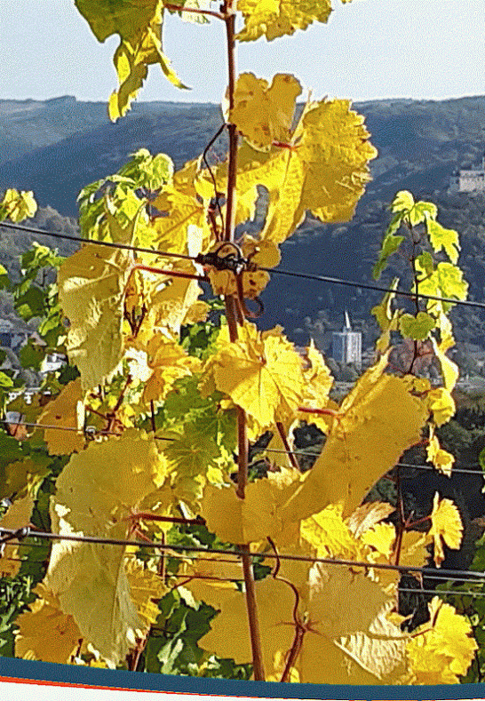 Weinlage Breyer H&auml;mmchen | &copy; G&uuml;nter Stein