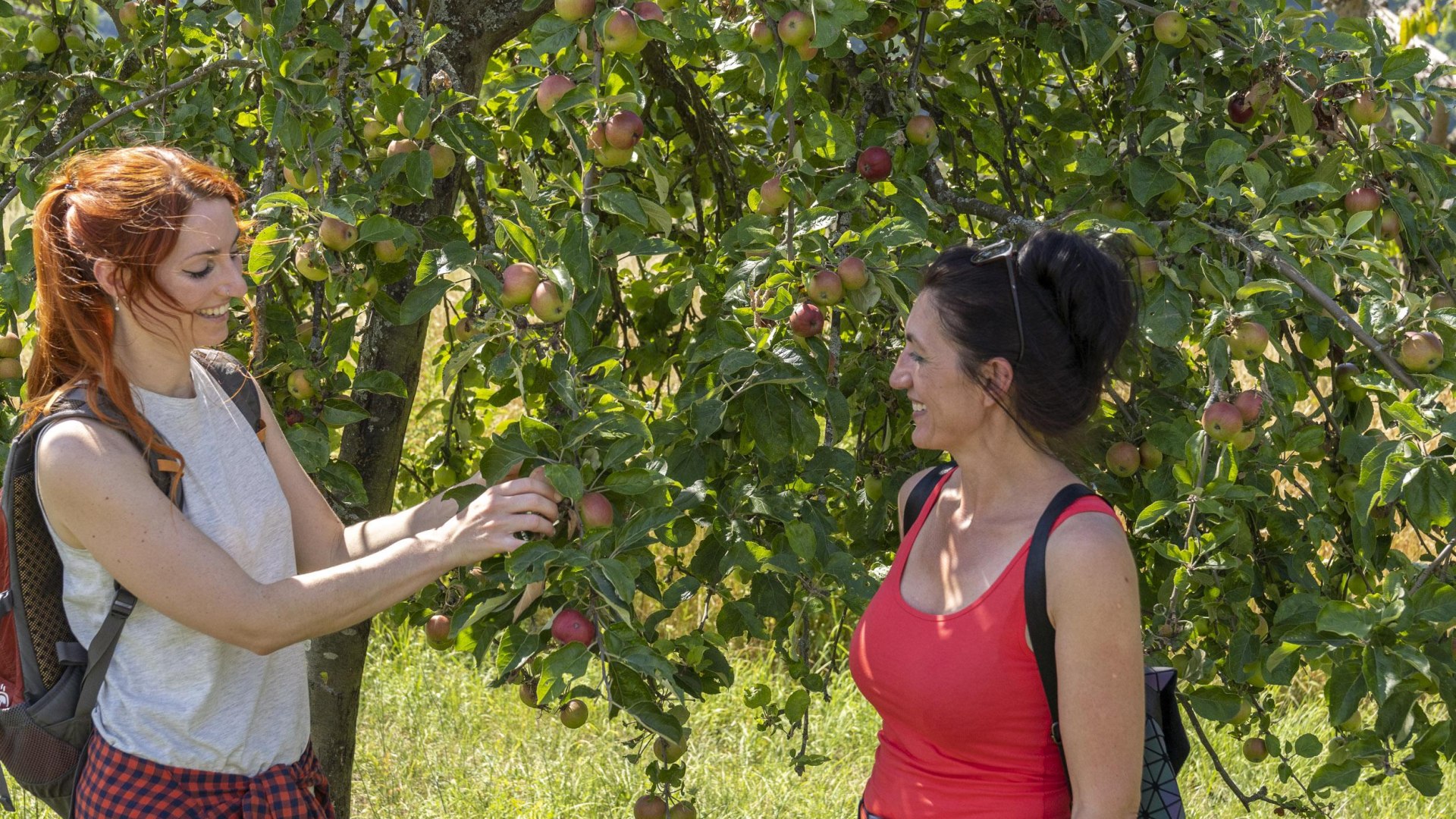 Obstbaum | © Katja S. Verhoeven Obstbaum | © Katja S. Verhoeven