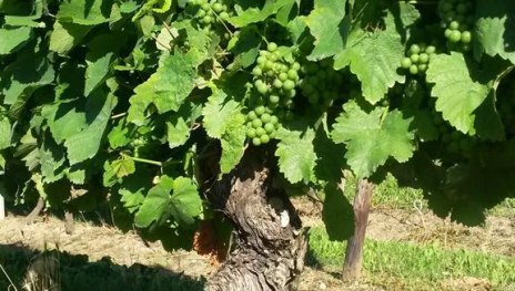 Rebe | © Krick Rebe | © Krick